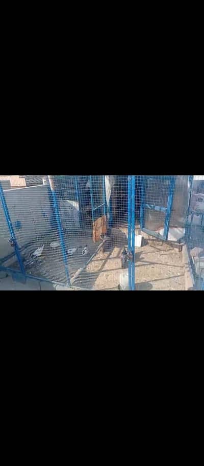 pigeon Jala for sale location jelum contact 03157634296