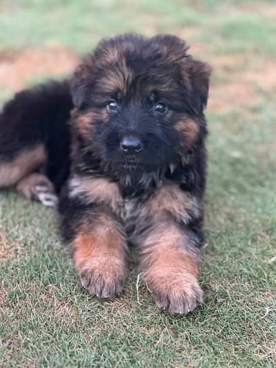 German shepherd long coat 03114339777