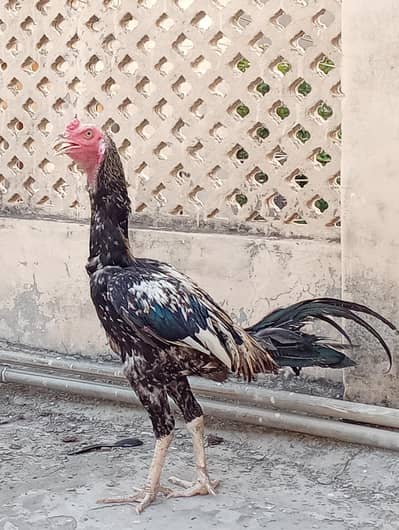 Pure Aseel Jawa Murgha for Sale