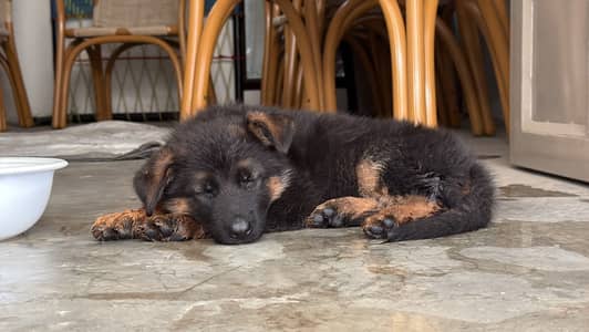 German Shepherd Puppy for Sale