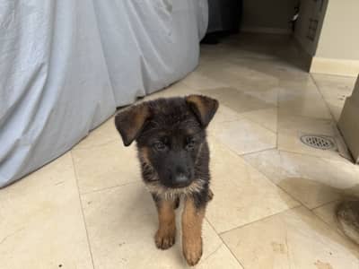 German Shepherd Puppy for Sale