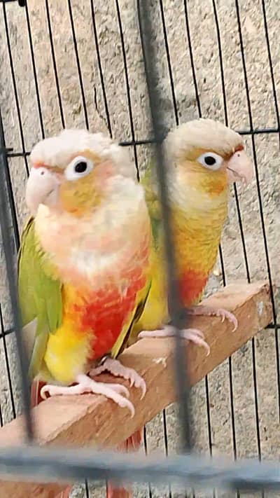 conure breeder pair