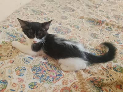 Persians kitten triple coat