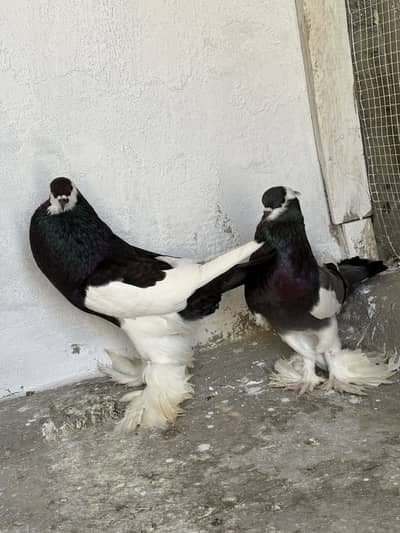 Pouter balloon breeder pair ghubara walay norwich