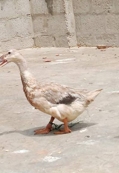 1 female