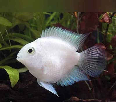 white polar parrot fishes for sale