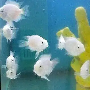 white polar parrot fishes for sale — photo 2