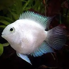 white polar parrot fishes for sale — photo 3