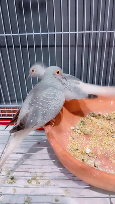 3 diamond dove h