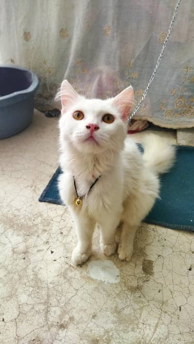 PERSIAN CAT