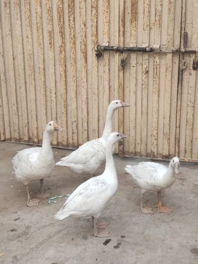 4 long neck duck