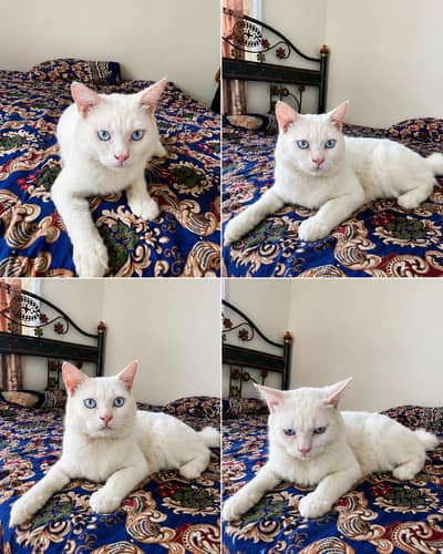 Male Cat For Sale - 2 Years Old