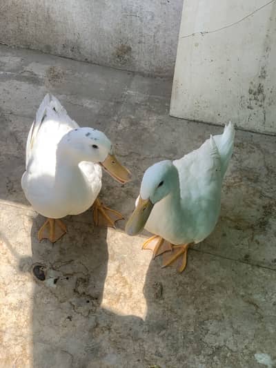 Desi ducks