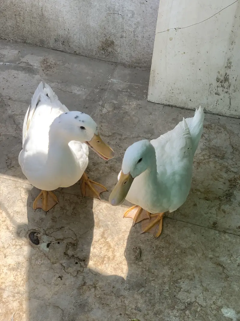 Desi ducks
