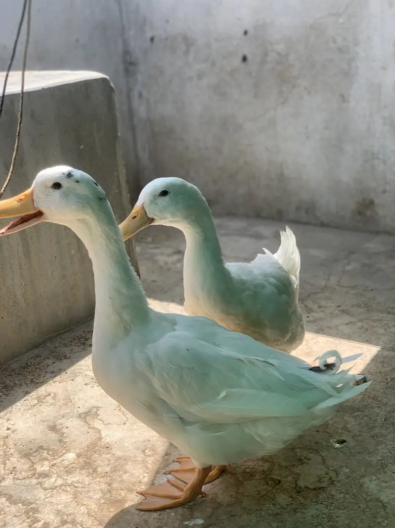 Desi ducks — photo 2