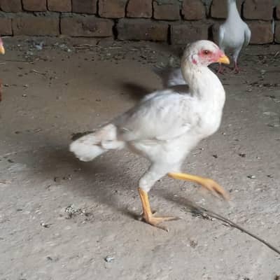  اصیل جوڑا + سیل پٹیاں فروخت کے لیے | سوہاوہ جہلم 