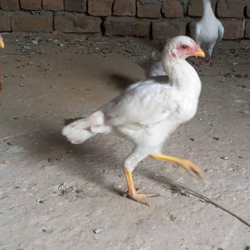  اصیل جوڑا + سیل پٹیاں فروخت کے لیے | سوہاوہ جہلم  0