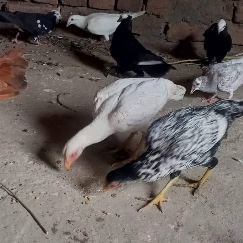  اصیل جوڑا + سیل پٹیاں فروخت کے لیے | سوہاوہ جہلم  2