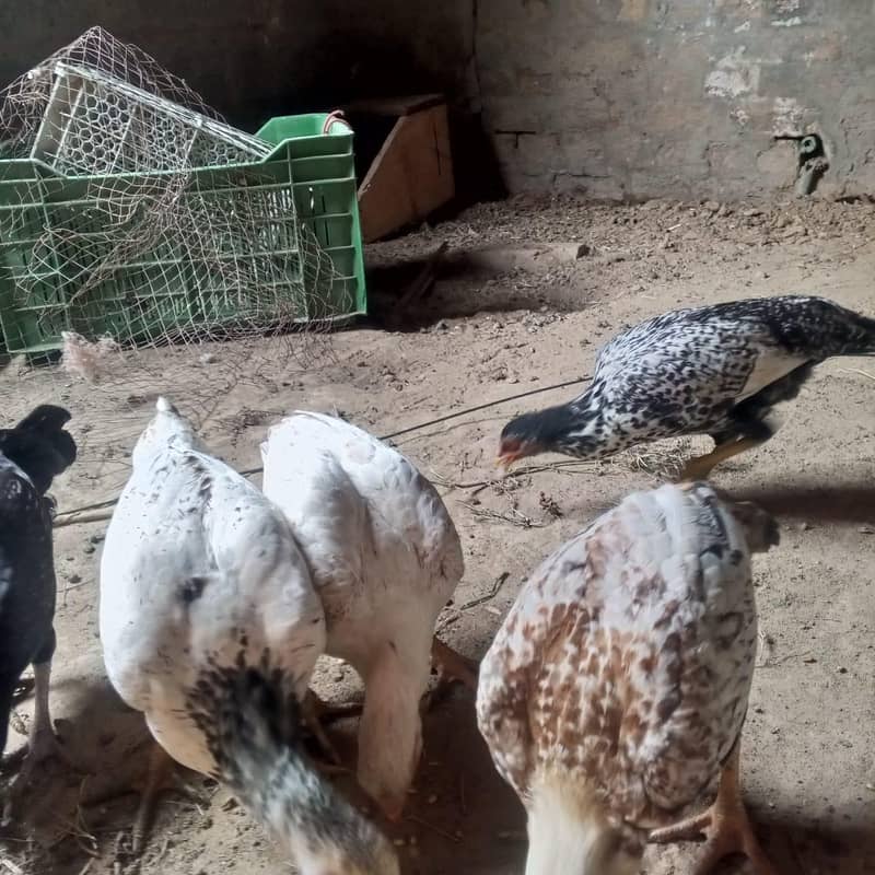  اصیل جوڑا + سیل پٹیاں فروخت کے لیے | سوہاوہ جہلم  3
