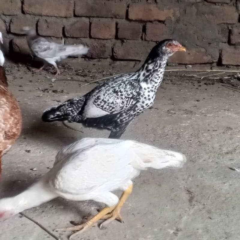  اصیل جوڑا + سیل پٹیاں فروخت کے لیے | سوہاوہ جہلم  5