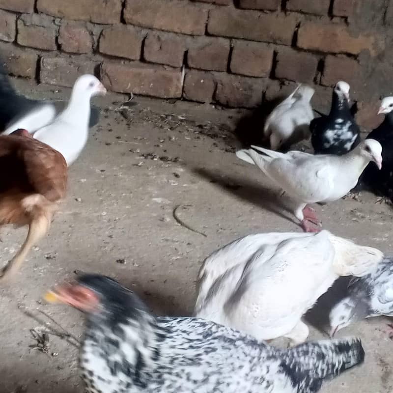  اصیل جوڑا + سیل پٹیاں فروخت کے لیے | سوہاوہ جہلم  6