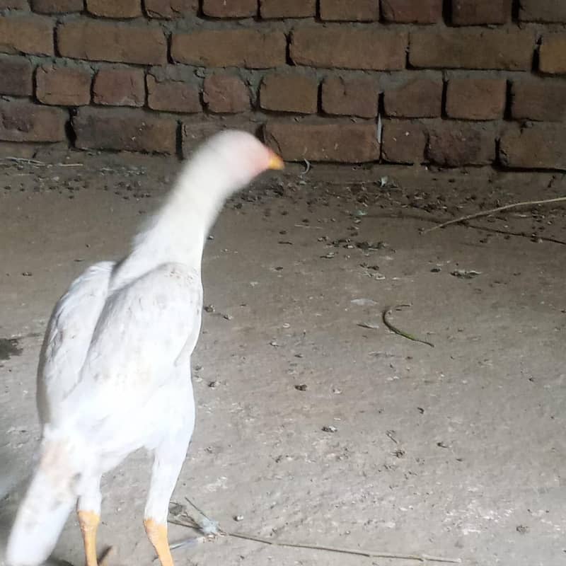  اصیل جوڑا + سیل پٹیاں فروخت کے لیے | سوہاوہ جہلم  7