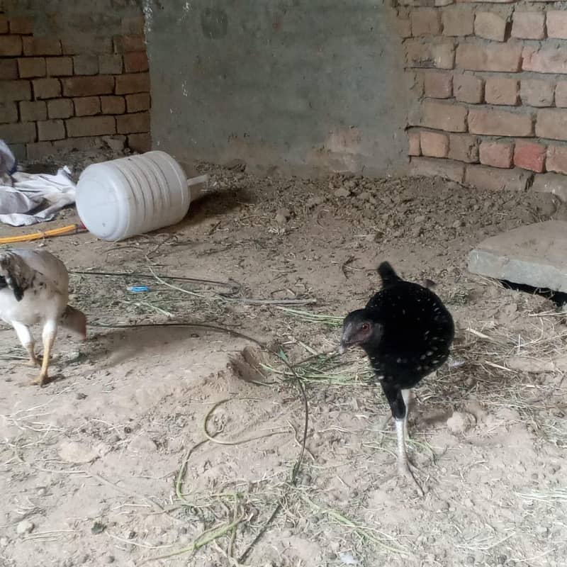  اصیل جوڑا + سیل پٹیاں فروخت کے لیے | سوہاوہ جہلم  8