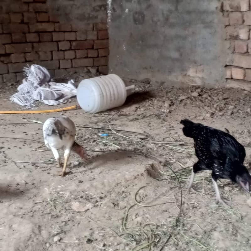  اصیل جوڑا + سیل پٹیاں فروخت کے لیے | سوہاوہ جہلم  9