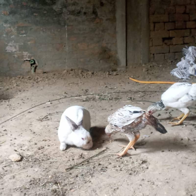  اصیل جوڑا + سیل پٹیاں فروخت کے لیے | سوہاوہ جہلم  10