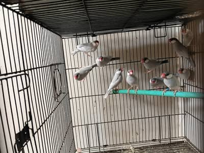 Silver java and Finches looking for new home.