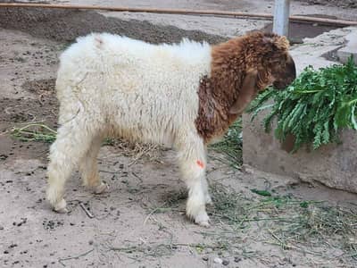 Dumba/ Chatra/ Sheep/ بھیڑ/ دمبا