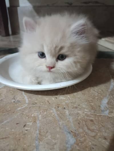 Persian Kitten for Sale