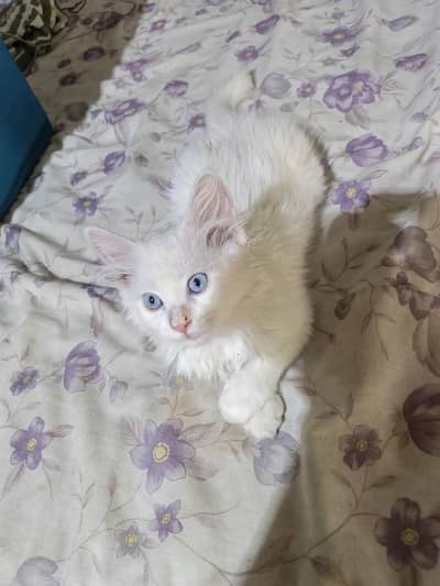 white Persian triple coat kitten playful or friendly and trained