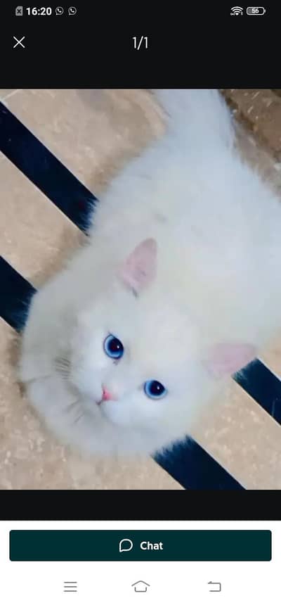 Persian cat for sale male or female my WhatsApp03358568=525