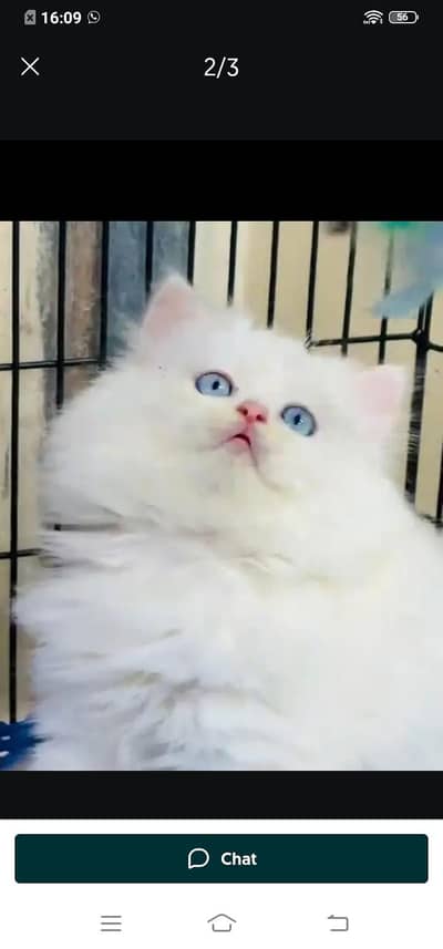 Persian cat for sale male or female my WhatsApp03358568=525