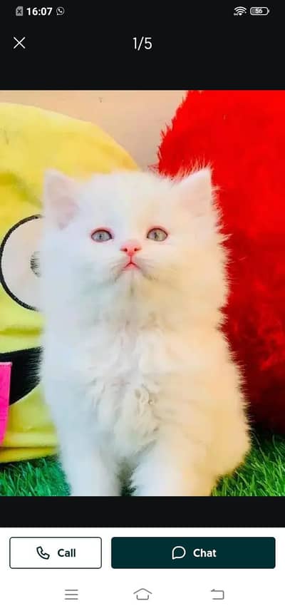 Persian cat for sale male or female my WhatsApp03358568=525