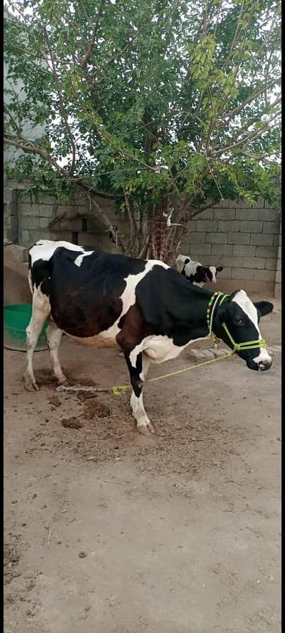 Australian cholistani cross cow with +female calf