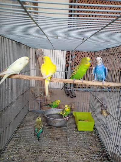 brieder pairs  full active birds