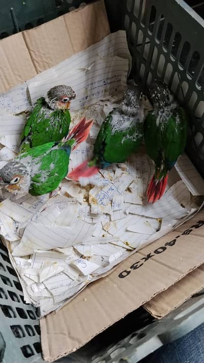 yellow sided kenor chiks or adult avaialble