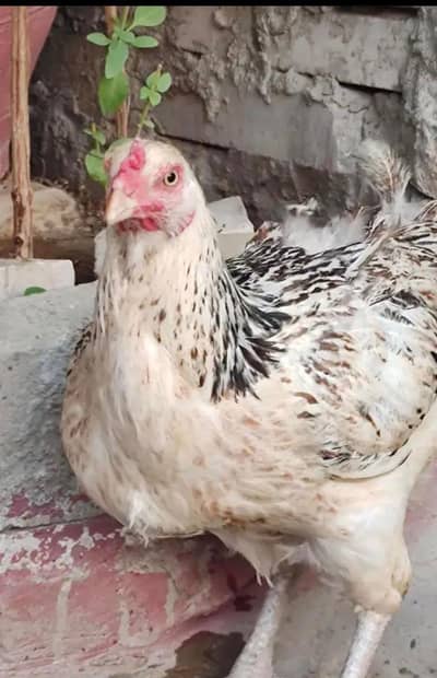 Fancy Aseel Female/Murgi