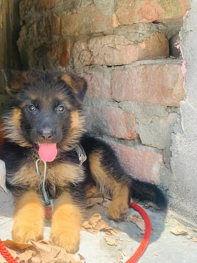 german shepherd male vaccinated 1st hoi hn full active