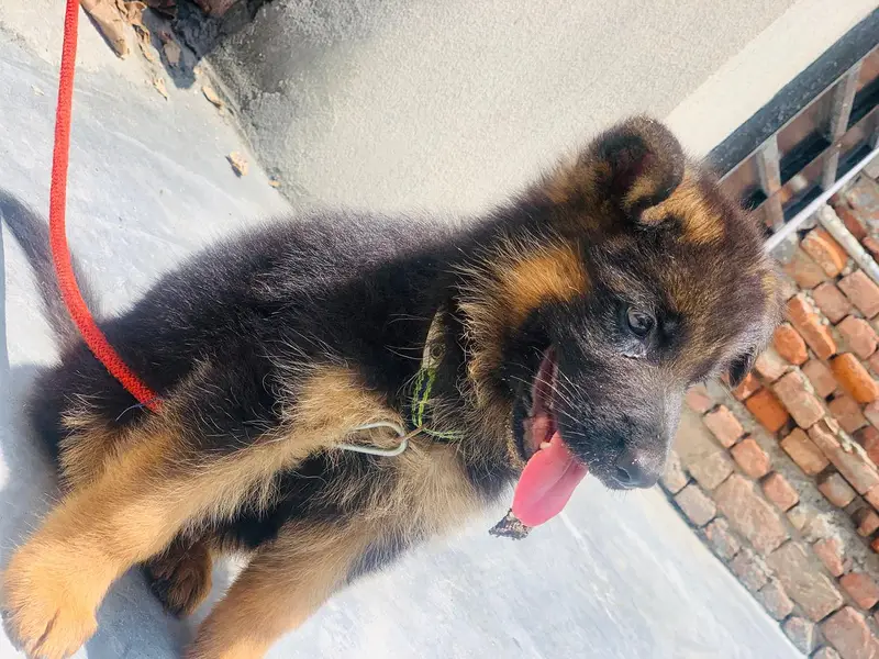 german shepherd male vaccinated 1st hoi hn full active — photo 2