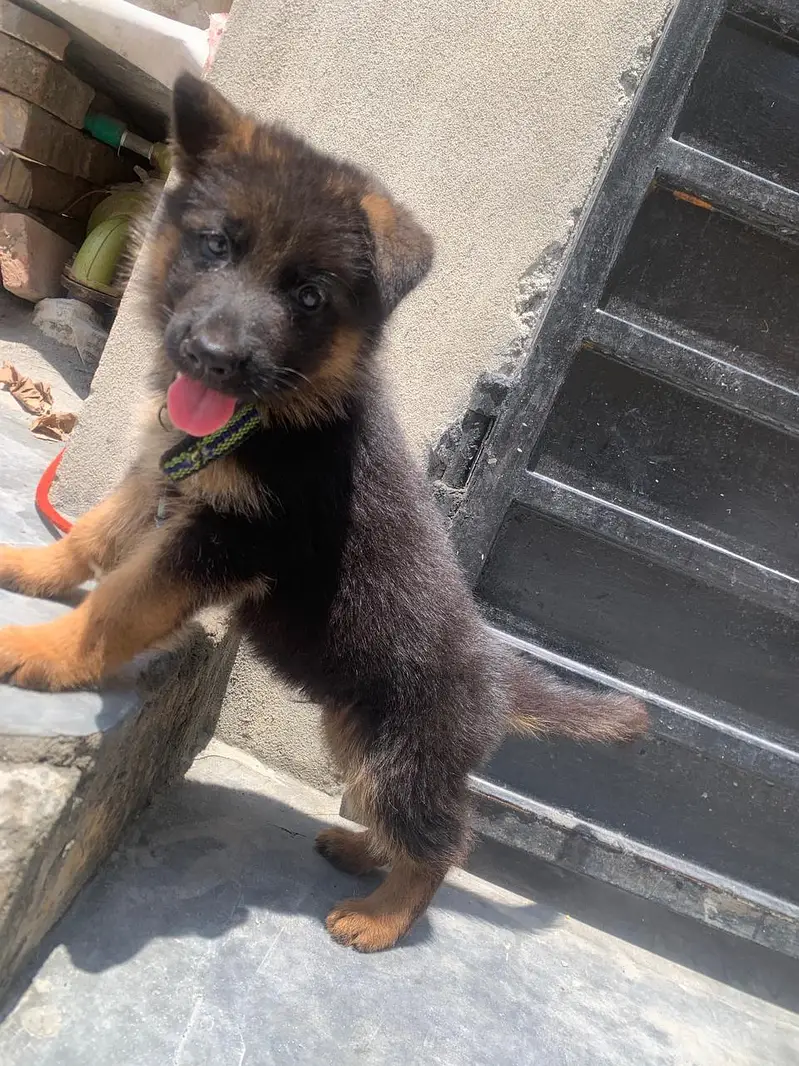 german shepherd male vaccinated 1st hoi hn full active — photo 4