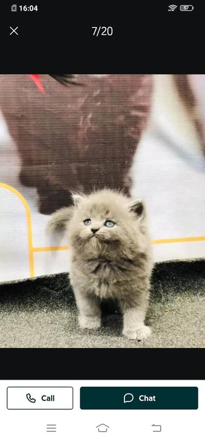 Persian cat for sale male or female my WhatsApp03358568=525