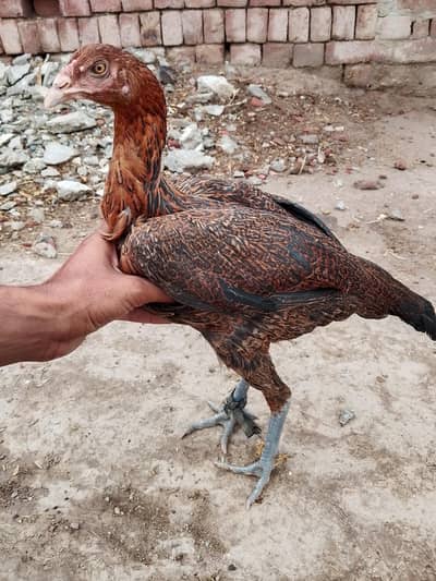 thai cross female