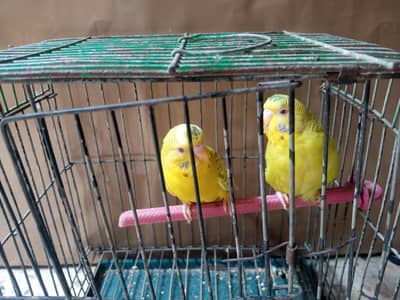red eyes budgie