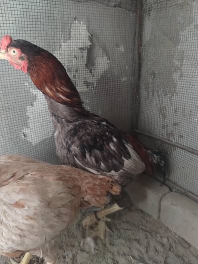ek female