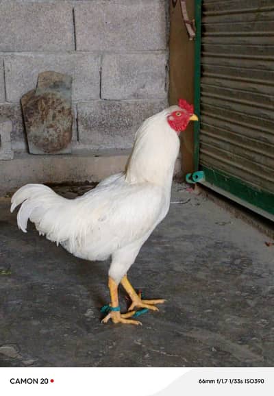 03 /Murgha males