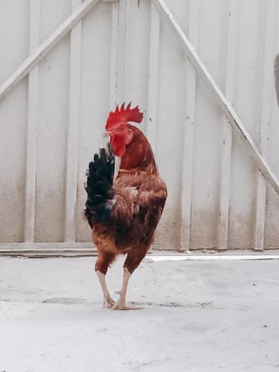 RED COCK FIR SALE