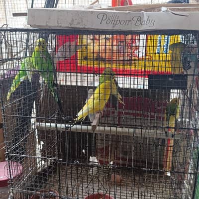 Australian birds for sale fresh pair